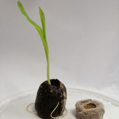Jiffy coir compressed discs for planting